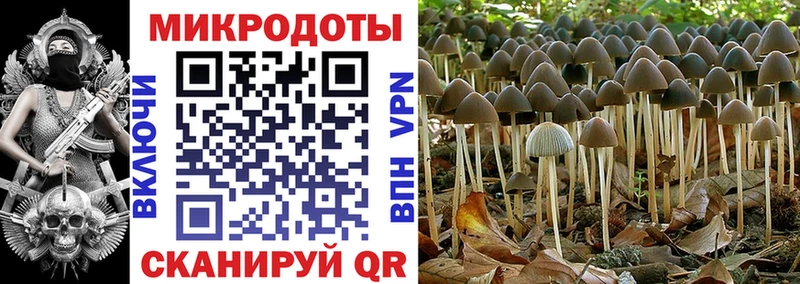 хочу наркоту Гдов Псилоцибиновые грибы Cubensis